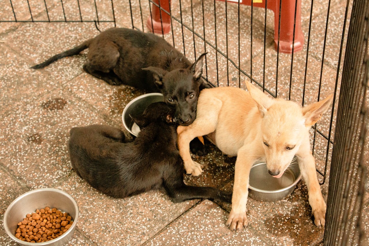 Adorable puppies playing on tile pavement near fence