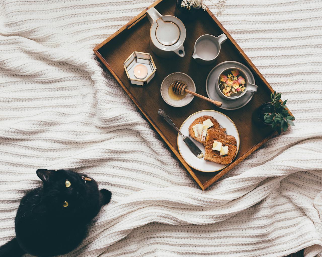 From above of wooden tray with delicious homemade breakfast near domestic cat resting on bed and looking at camera