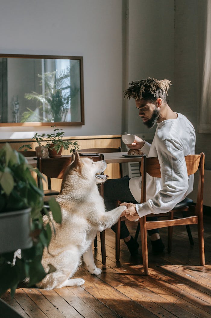 Serious black man sitting at table and holding paw of Akita Inu